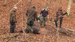 V lese za dedinou našli zastrelenú zubricu. Páchateľovi hrozí väzenie
