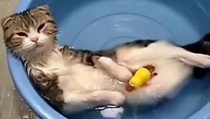 VIDEO. Keď mačky vodu milujú aj nenávidia...