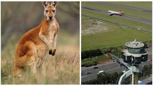 VIDEO. Kvôli kengure v lekárni zatvorili letisko
