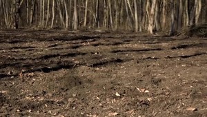 Lesné zvieratá narobili totálnu škodu v lesnom revíre