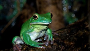 Amputovanej žabe úspešne vyšľachtili novú nohu