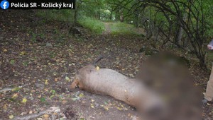 Pri Soroške našli uhynutého jeleňa. Niekto mu oddelil hlavu od tela a potom ukradol