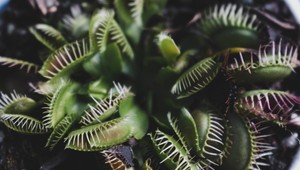 Fascinujúci pohľad: Takto mäsožravé rastliny žerú zvieratá