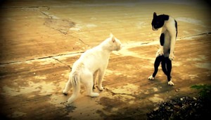 Toto je mačací Chuck Norris, zoznámte sa...