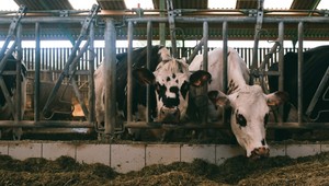 Poškodil plot a ukradol býka. Zviera s hmotnosťou 350 kilogramov odcudzil priamo z družstva