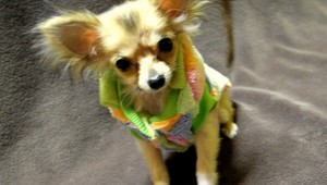 Z dvora rodinného domu zmizla mini čivava Kika!