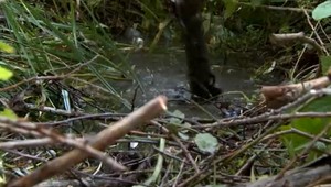 Žena si potrebovala odskočiť do kríkov, keď uviazla v bahne. O pomoc kričala asi hodinu