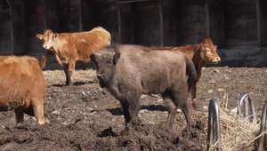 V Poloninách našli mŕtvu zubricu, po samici zostalo ročné mláďa