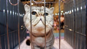 Veterinár privrel kocúrovi hlavu do klietky, vraj bol besný!