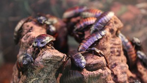 Ľudí by mohol zachraňovať diaľkovo ovládaný hmyz