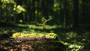 Nové stromy na Liptove i v Bošácej aj vďaka Kauflandu