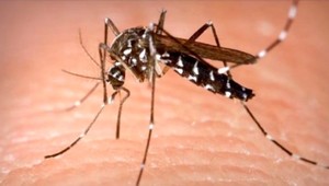 Tradičné rady a tipy: Takto sa zaručene zbavíte komárov a ochránite