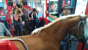 VIDEO: Cestujúci zažili šok. Do vlaku nastúpil kôň