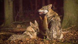 Pozrite sa na nočné nakrúcanie seriálu Vlci