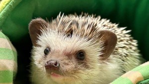 Vydry, sovy aj ježkovia v kaviarňach: Ako sa tam so zvieratami zaobchádza?