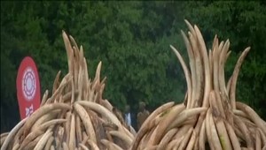 Colníci zadržali viac ako tonu slonoviny