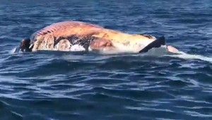 Vedľa výletnej lode si na zdochline veľryby pochutnával žralok modrý
