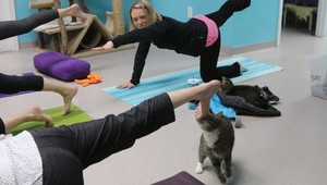 Unikátna lekcia jógy: Medzi cvičiacimi behajú mačky