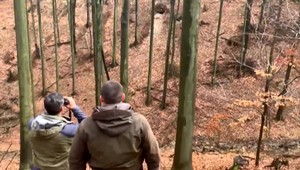 Ďalší útok medveďa. Na miesto činu sa vybral zásahový tím