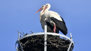 Raj pre bociany biele: Na Slovensku zaznamenali rekordný počet hniezd