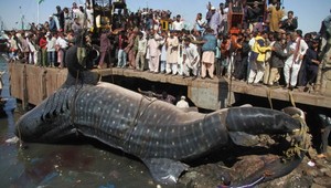 Megaúlovok! 12-metrový žralok...