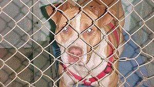 Neskutočné. Rozzúrený Pitbul zaútočil na malé dievčatko!