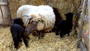 Na farme kradol zlodej. Chovateľovi zmizli barany