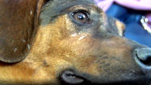 Hasiči zachránili psíka, teraz mu hľadajú domov