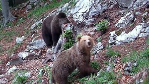 Unikátny projekt. Medvede naživo pre všetkých a hlavne bezpečne
