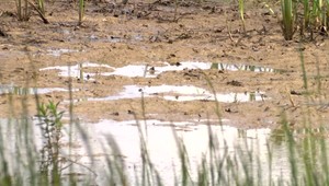 Báli sa storočného sucha, teraz sa obávajú, že im zhnije úroda