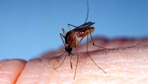 Toto leto je hmyz agresívnejší. Čo robiť pri uštipnutí?