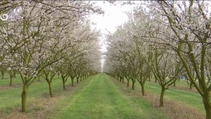 Rozkvitnuté čerešne aj mandľovníky: Jar ukazuje svoju najkrajšiu tvár
