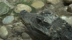 Smutný výsledok pátrania: Polícia našla telo dieťaťa, ktoré stiahol pod vodu krokodíl