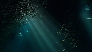 Fascinujúce: 15 najdesivejších príšer Mariánskej priekopy