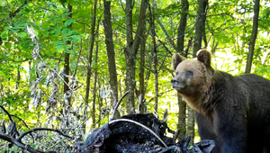 Medveď zničil 12 úľov za noc, včelári nasadili pyrotechniku aj nočné stráženie