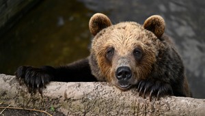 Obyvatelia by mali zvýšiť opatrnosť: V katastri obcí Zlatno a Velčice sa pohybuje medveď hnedý