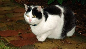 V Modre sa stratil kocúrik Havko, odmena istá!