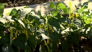 Záhradkári, pozor na prízemný mraz. Meteorológovia vydali výstrahu