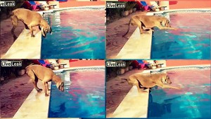 Pes, čo sa chce hrať frisbee. Takto veľmi...