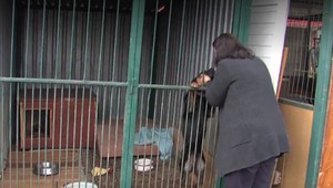 Túlavým psom v Snine svitá na lepšie časy. Poslanci pre nich odklepli 10 tisíc eur