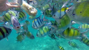 VIDEO: Muž ukradol akvarijné rybičky a schoval si ich do nohavíc