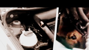 Atypická záchranná akcia. Šteniatko skončilo v motore auta