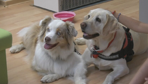 V knižnici spestrili letný program: Deťom pomáhajú terapeutické psy