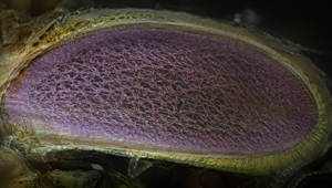 Príroda to vyriešila dávno pred nami. Ukázalo to oko malej muchy