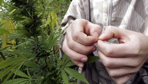 Predával marihuanu, dôchodok si môže užívať za mrežami