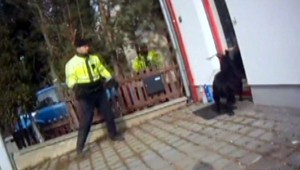 Rohatý výtržník. Dva týždne behal po slobode, napokon ho dostal vlastný odraz v zrkadle