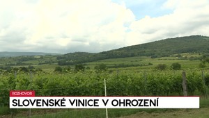 Rozhovory 24: Slovenské vinice v ohrození