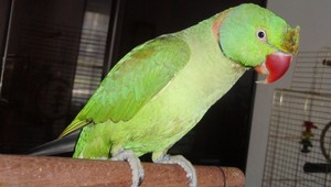 Stratil sa papagáj Alexander Veľký! Odmena za nájdenie!