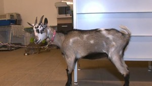 Išiel s kozou na diskotéku, po chvíli sa mu zunovala