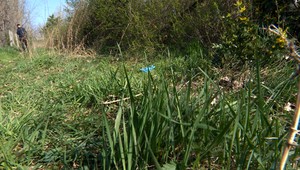 Po odkopnutej lopte našli namiesto lopty mŕtvolu